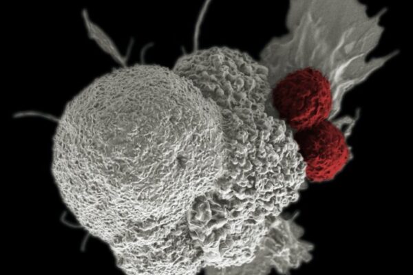 Demystifying the Science Behind Enzyme Activity Measurement
