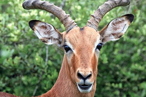 Best Time to Visit Tanzania for Safari: A Month-by-Month Guide