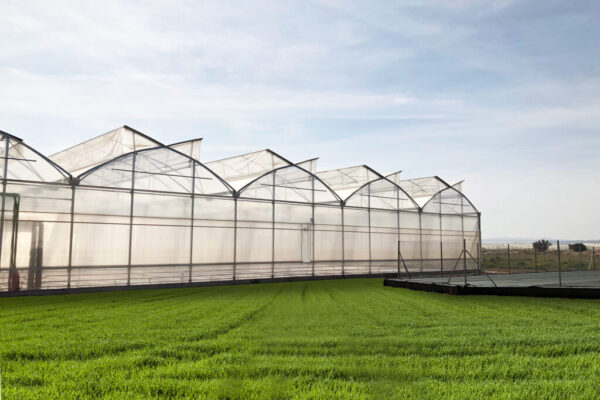 Plastic Light Diffuser Sheet for Energy Efficient Greenhouses plastic light diffuser sheet
